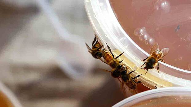 Как правильно выбирать мед