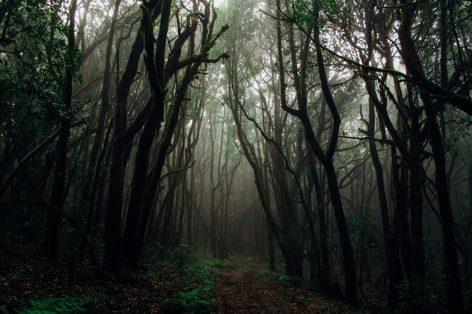 Очень страшные истории: «Малахитовый лес», Влада Астафьева