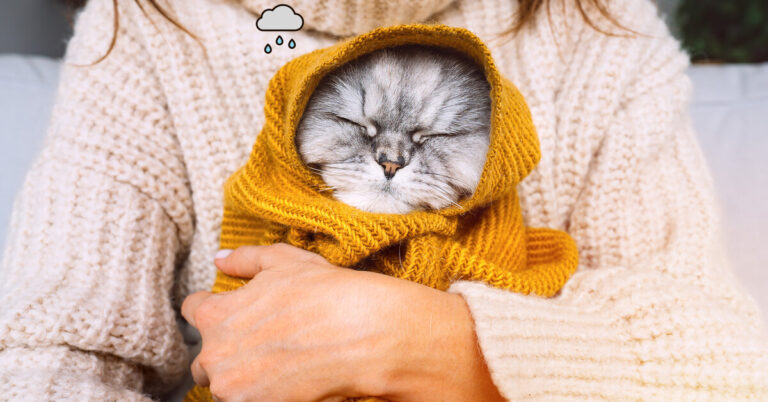 Синдром сентября: почему о нем должны знать все владельцы собак и кошек