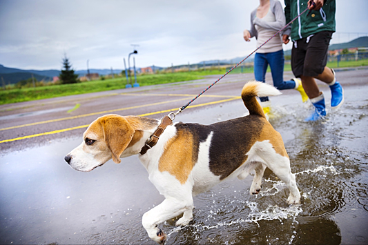 В дождливую погоду не стоит долго гулять с собаками.