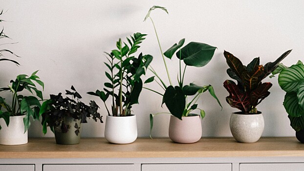 Биофильный дизайн: что это такое и как его использовать в интерьере