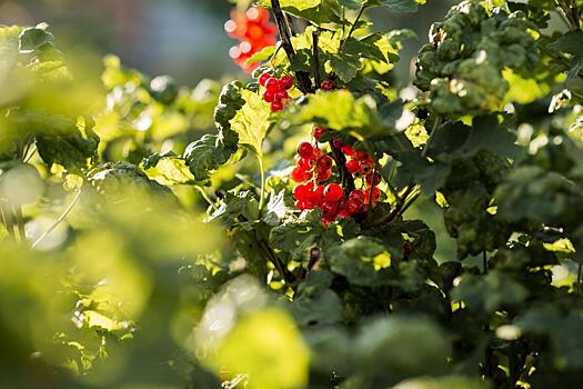 Как правильно ухаживать за смородиной