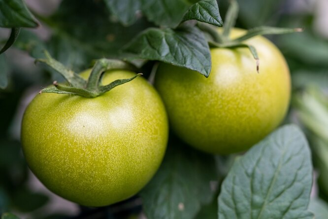 Зеленые помидоры на зиму – лучшие рецепты заготовок с фото