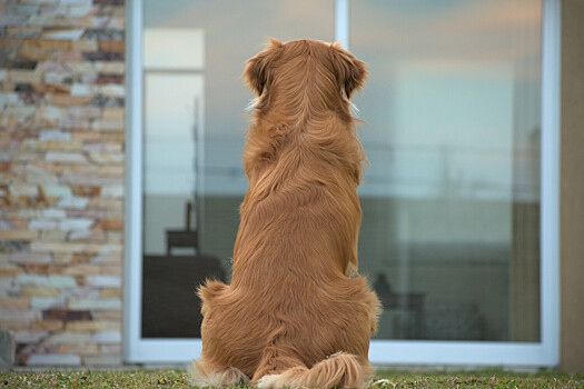 Как избавить собаку от стресса из-за отсутствия хозяина