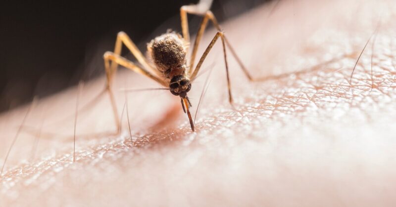 Чего нельзя делать, если укусил комар: эту ошибку совершают многие