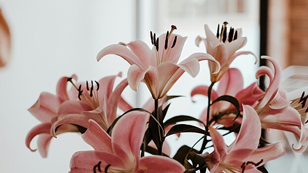 Россиянам объяснили, каким комнатным растениям не вредит жара в квартире