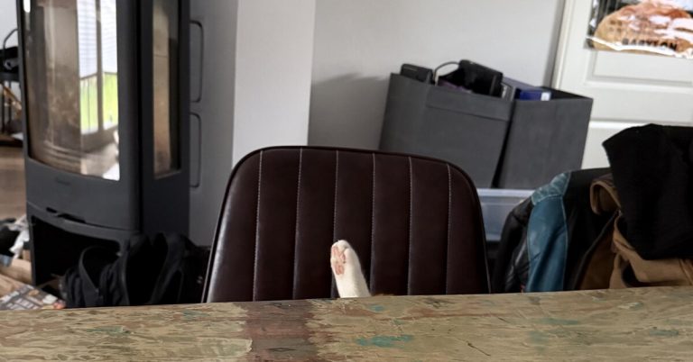 Тест на внимательность: сколько котов на фото ты сможешь найти?