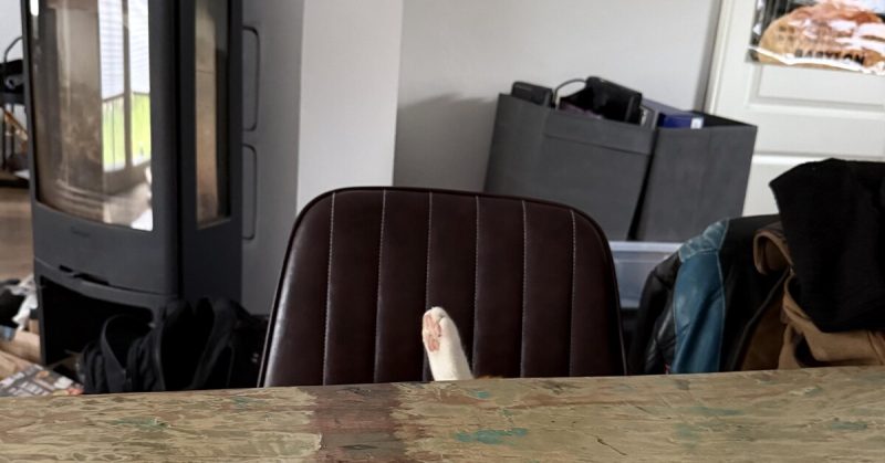 Тест на внимательность: сколько котов на фото ты сможешь найти?