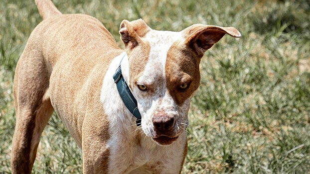 Кинолог объяснил, почему нельзя использовать строгий ошейник