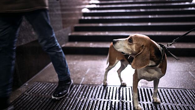 Ветеринар ответил, где искать потерявшегося питомца